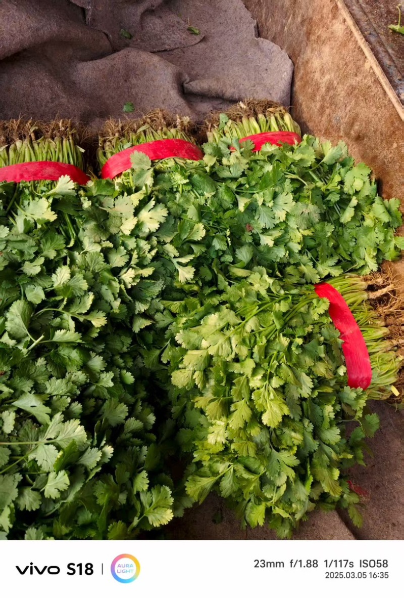 [牛]河北邯郸精品香菜大叶香菜大量上市产地直发新鲜采摘