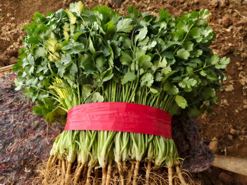 [牛]河北邯郸精品香菜大叶香菜大量上市产地直发新鲜采摘