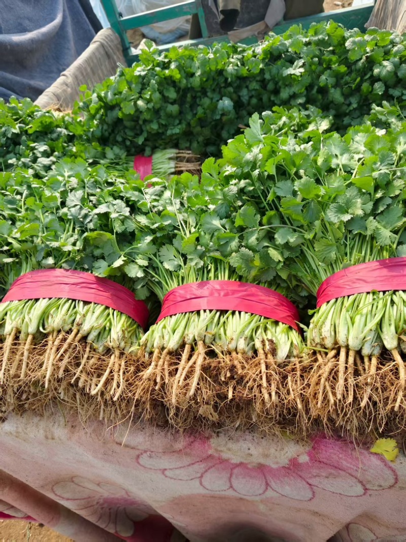 [牛]河北邯郸精品香菜大叶香菜大量上市产地直发新鲜采摘