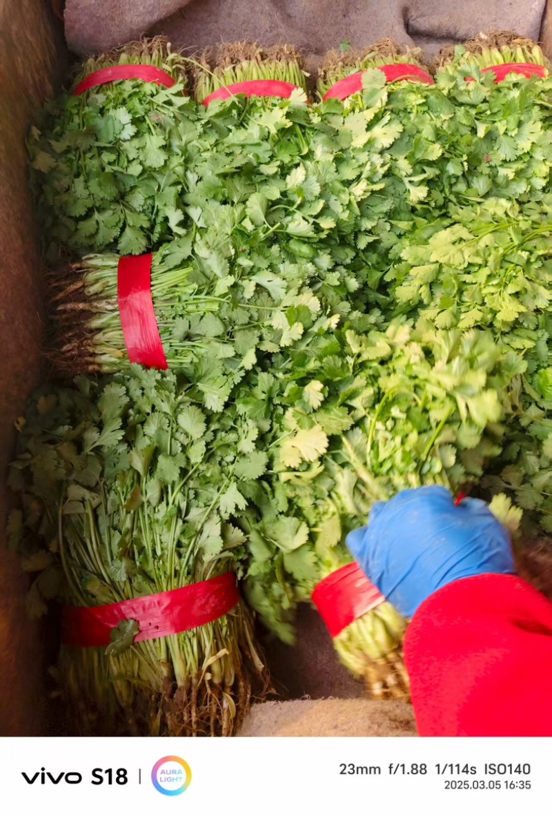 [牛]河北邯郸精品香菜大叶香菜大量上市产地直发新鲜采摘