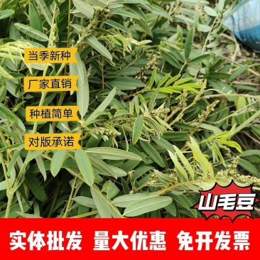 山毛豆种子厂家发货一手货源批发质量保证价格美丽欢迎咨询