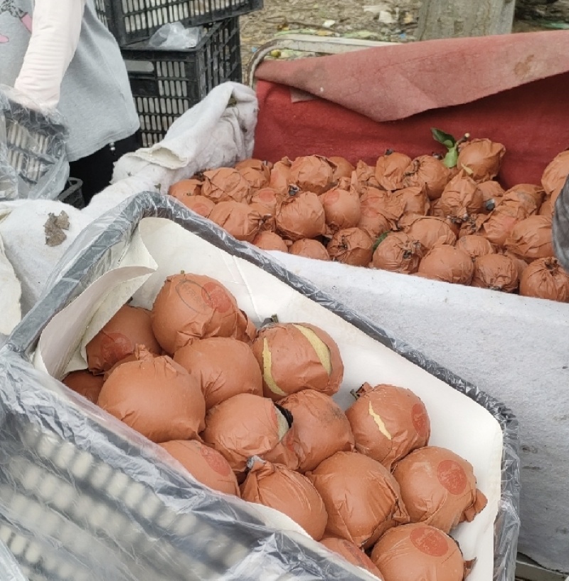 江苏梨精品圆黄梨基地直供量大从优全国发货合作共赢