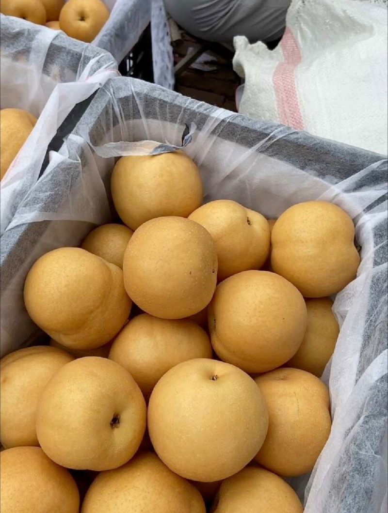 江苏梨精品圆黄梨基地直供量大从优全国发货合作共赢