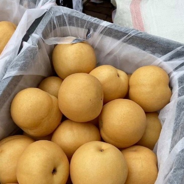 江苏梨精品圆黄梨基地直供量大从优全国发货合作共赢