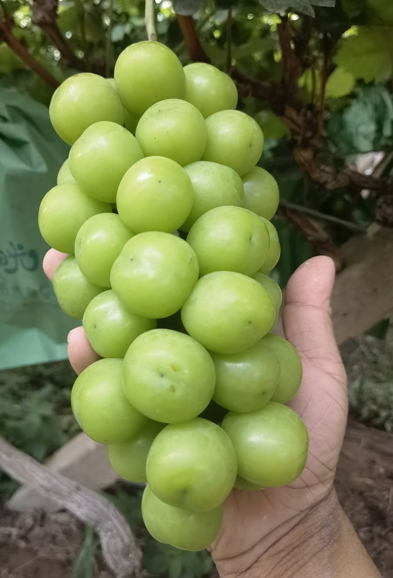 湖北阳光玫瑰大量上市，品质有保障。对接各大市场电商商超。