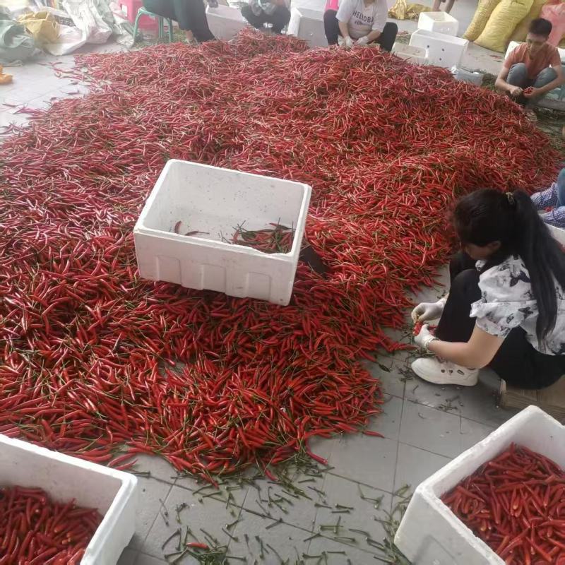 【云南小米辣朝天椒】一手货源无中间商，现摘现发，产地直发