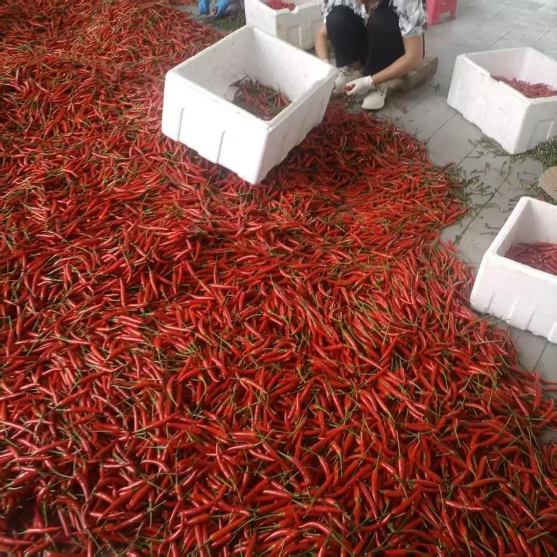 【云南小米辣朝天椒】一手货源无中间商，现摘现发，产地直发
