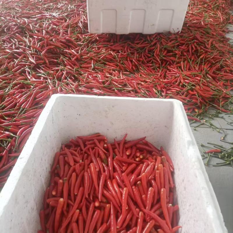 【云南小米辣朝天椒】一手货源无中间商，现摘现发，产地直发