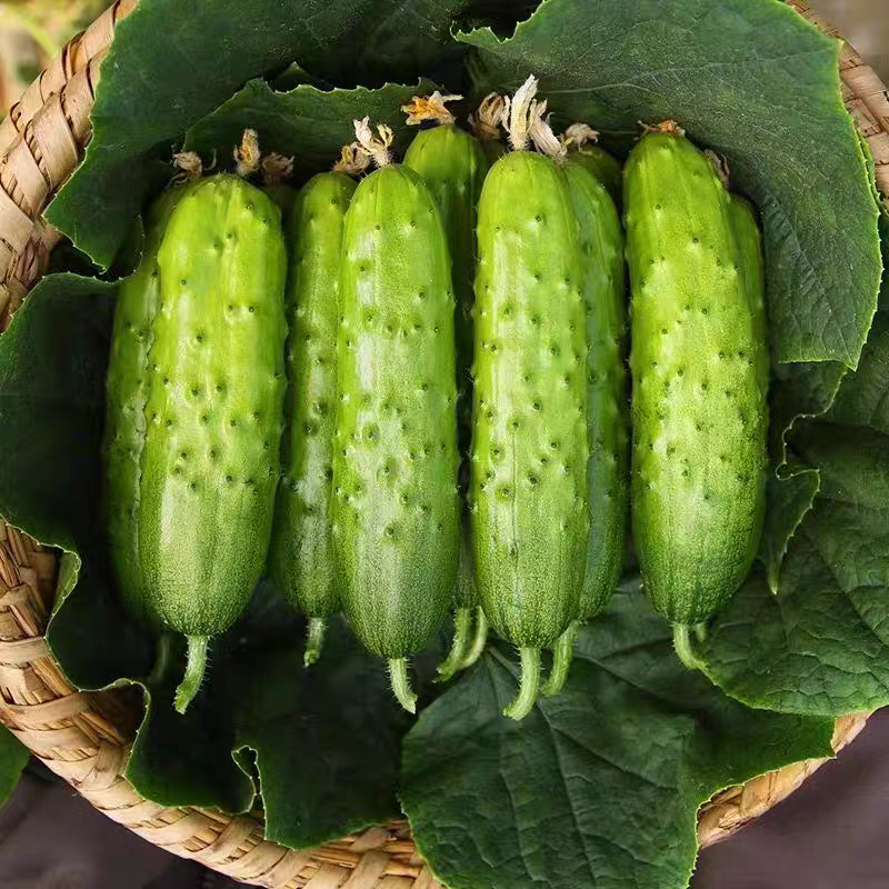 旱黄瓜产地一手货源支持视频看货保质保量欢迎订购