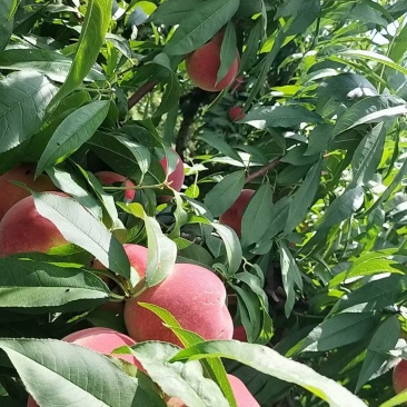 玉妃桃，硬度好，不离核