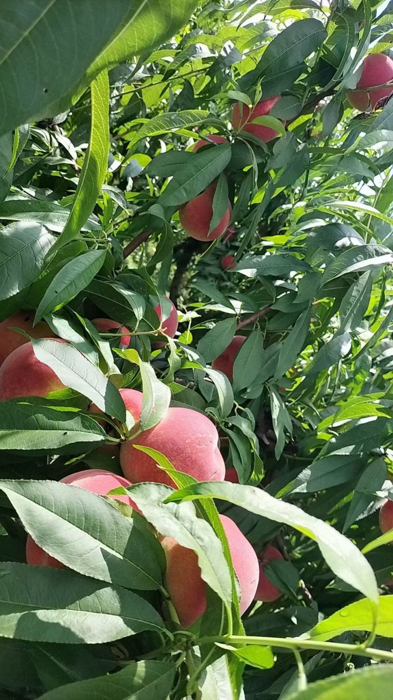 玉妃桃，硬度好，不离核