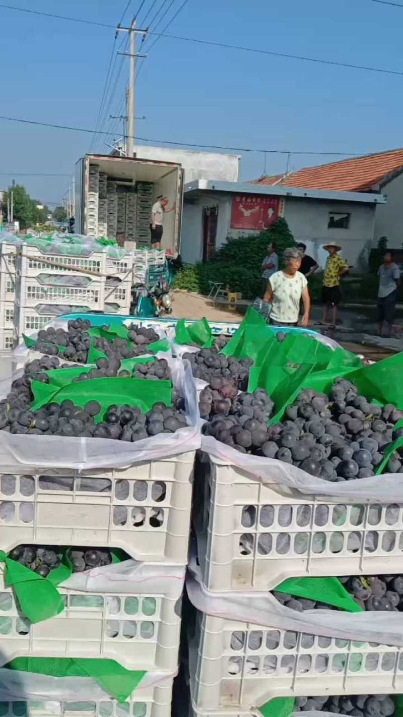 精品万亩巨锋葡萄大量供应串行紧密颗粒饱满货量大