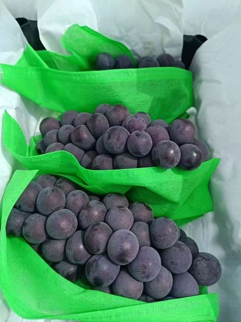 精品万亩巨锋葡萄大量供应串行紧密颗粒饱满货量大