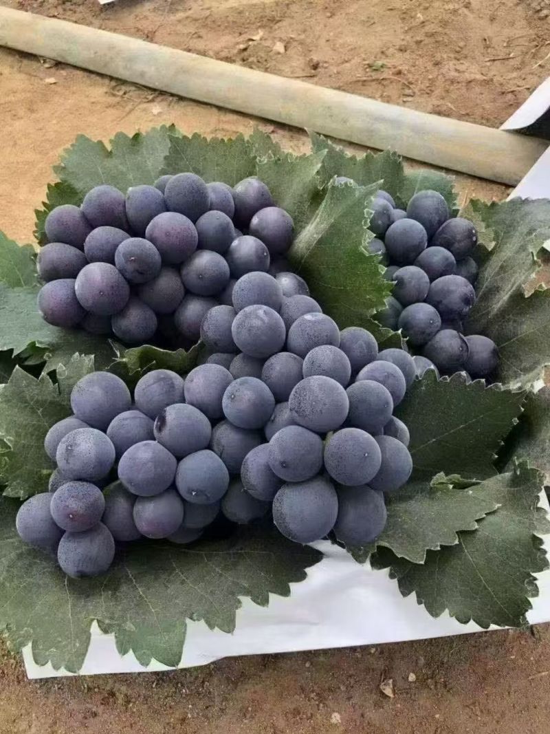 精品万亩巨锋葡萄大量供应串行紧密颗粒饱满货量大