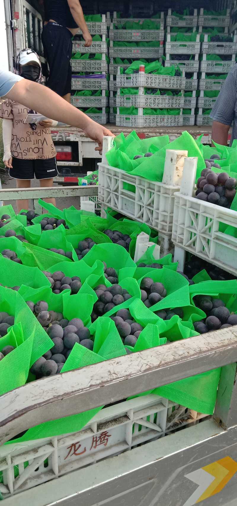 精品万亩巨锋葡萄大量供应串行紧密颗粒饱满货量大