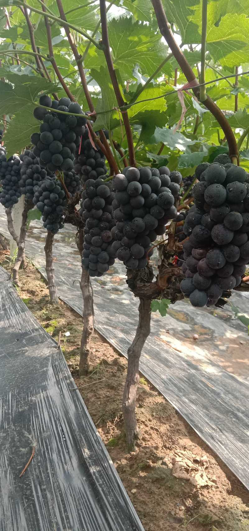 精品万亩巨锋葡萄大量供应串行紧密颗粒饱满货量大