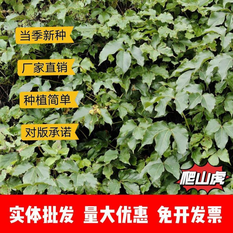 爬山虎种子厂家一手货源批发品质保证价格美丽欢迎下单