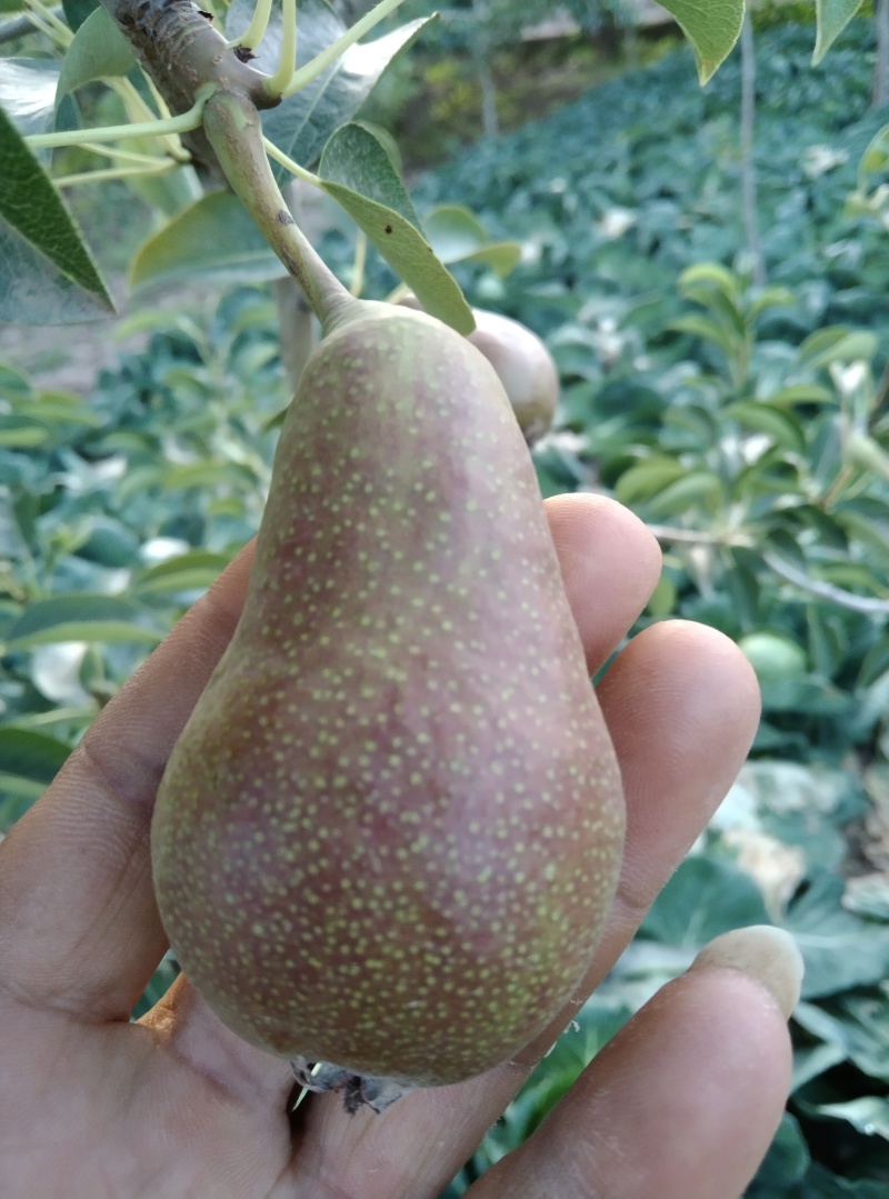 香蕉梨8月六七号可以采摘有需要的随时联系