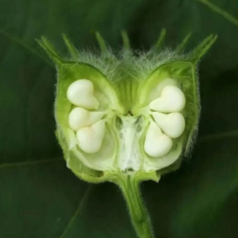 茼麻子中药材野生新货茼麻籽苘麻子青麻子白麻子苘实顷麻子