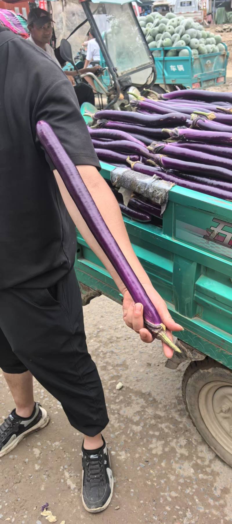 【线茄】大拇指红线茄30公分以上全国供应/欢迎采购