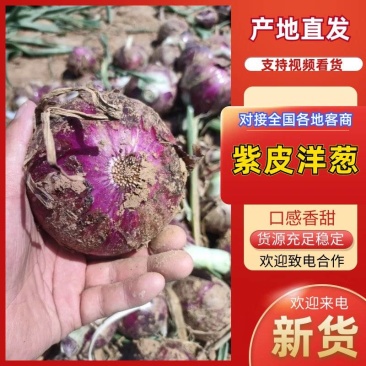 洋葱精品河南紫皮洋葱大量现货质量优品质好，诚信合作包售后