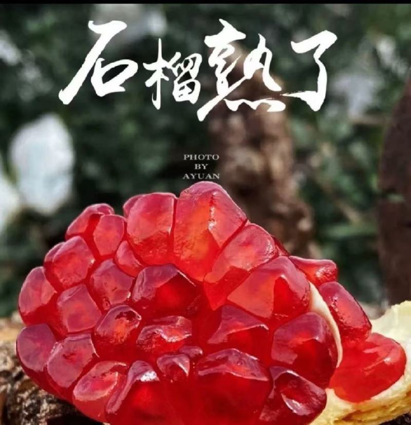 【现摘现发】会理石榴产地直发量大价优欢迎咨询看货