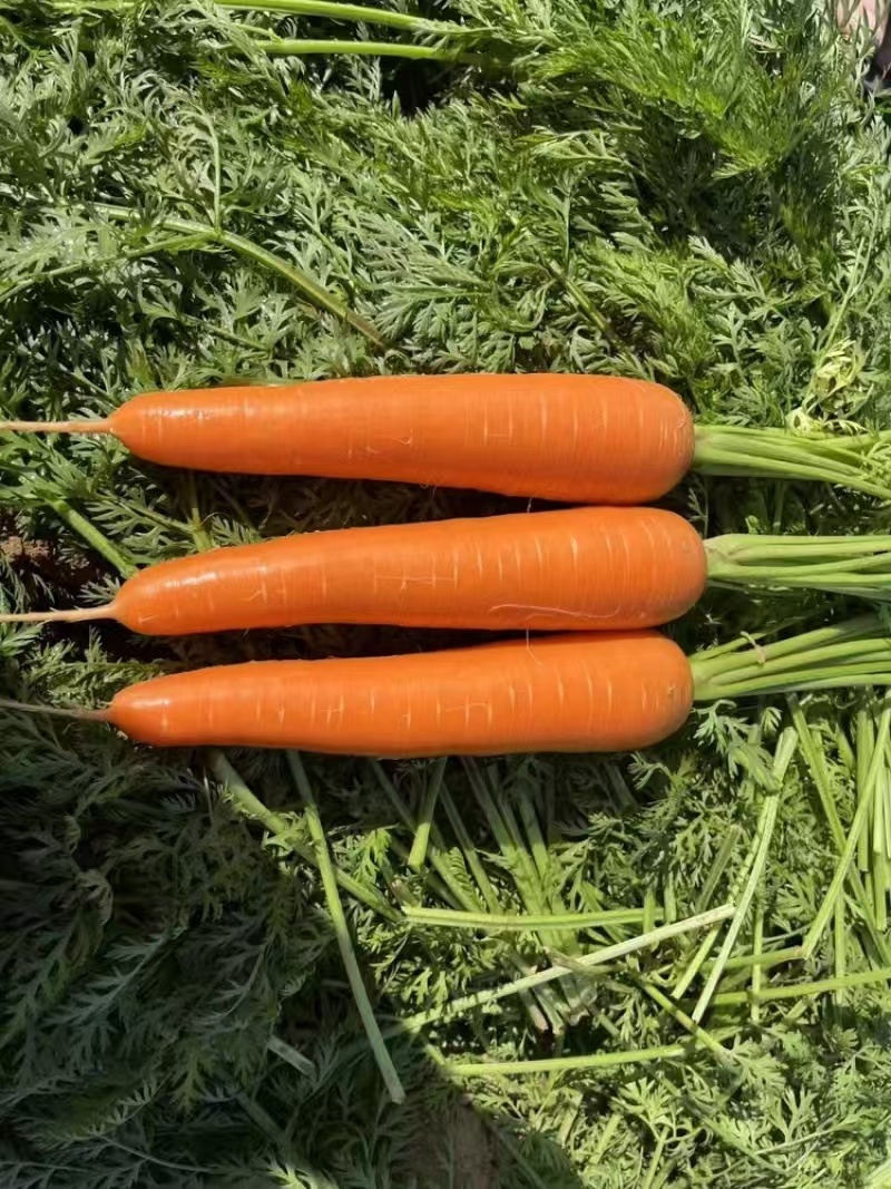 陕西水洗胡萝卜大量有货沙土种植胡萝卜口感脆嫩品相好