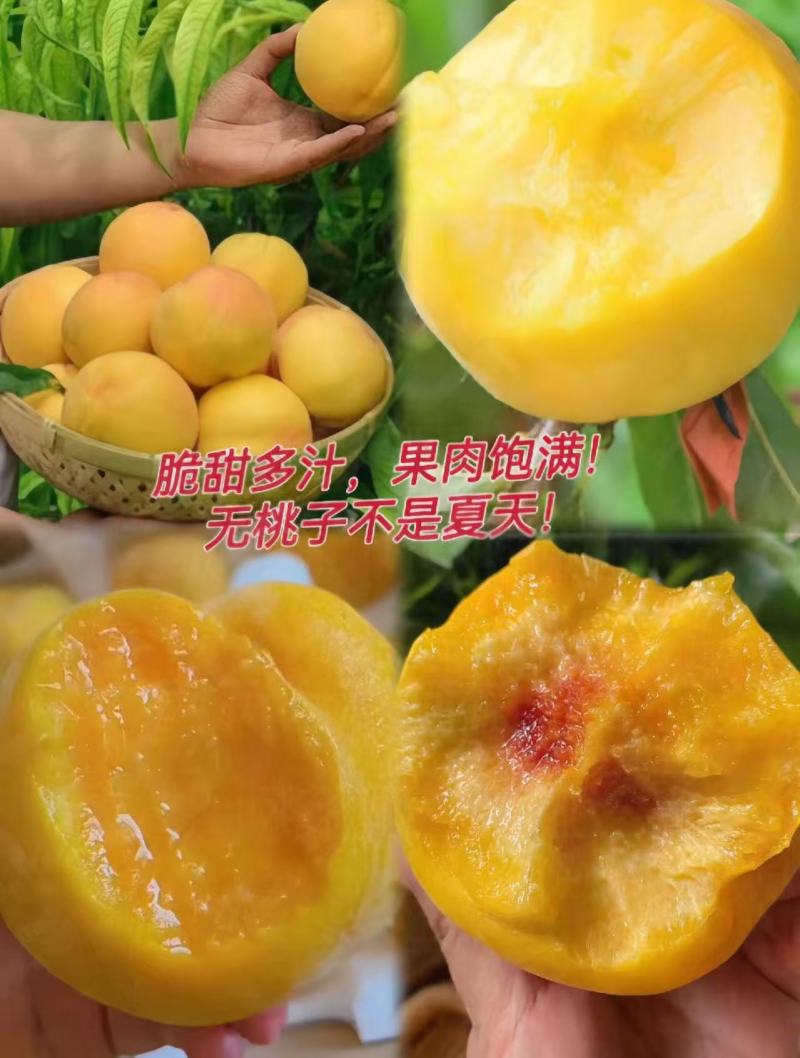 贵州铜仁锦绣黄桃果园直采鲜货供应欢迎实地看货