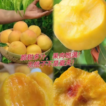 【产地直发】锦绣黄桃贵州黄桃新鲜供应量大价优