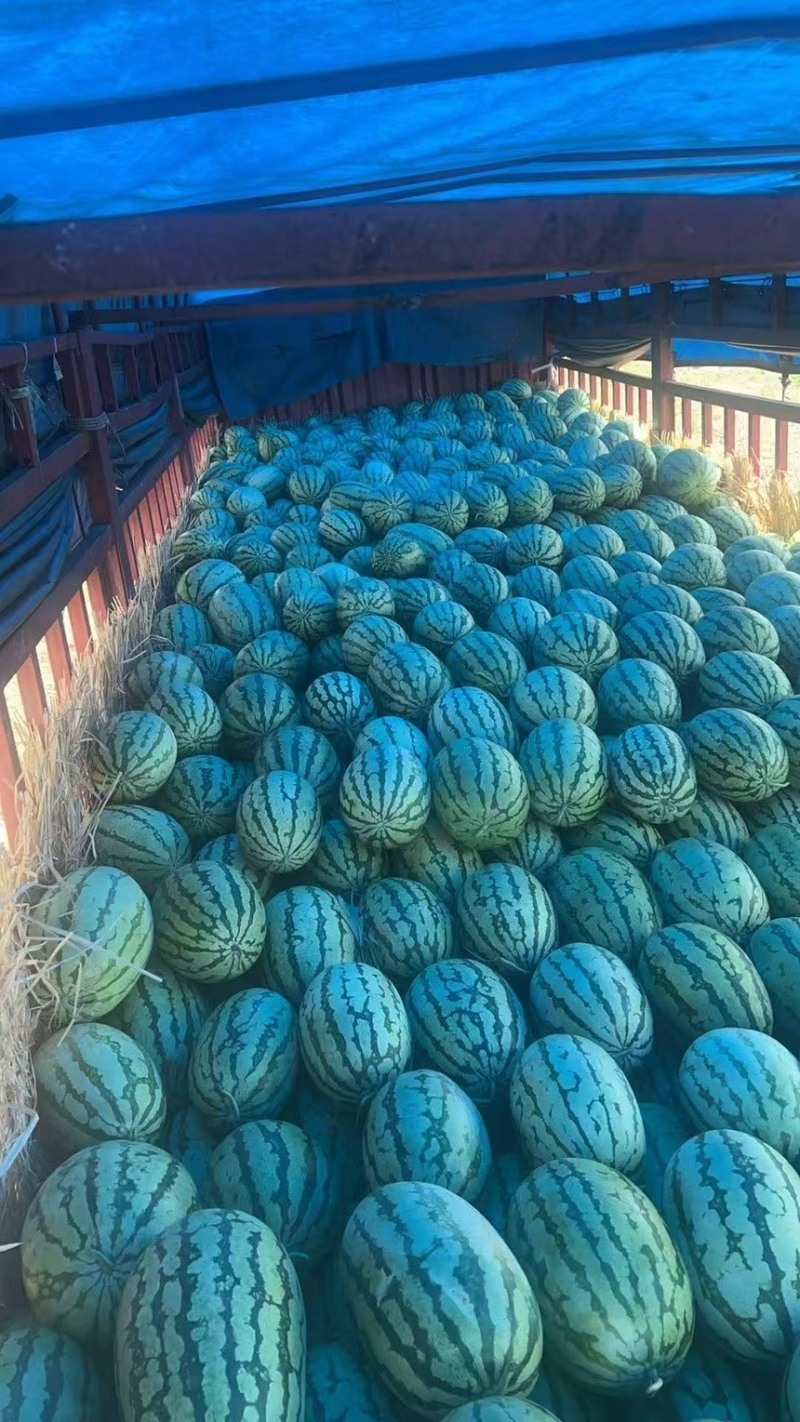 湖北金城五号，产地一手直发，货源充足，保质保量。