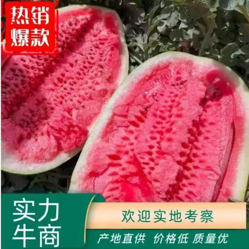 湖北金城五号，产地一手直发，货源充足，保质保量。
