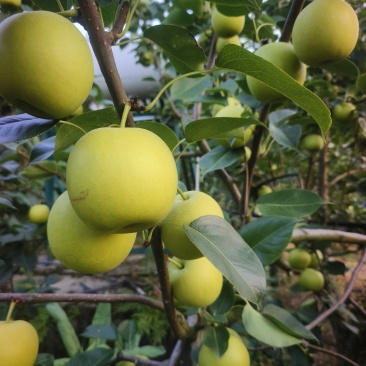 苍溪翠冠梨，黄冠梨三两起步