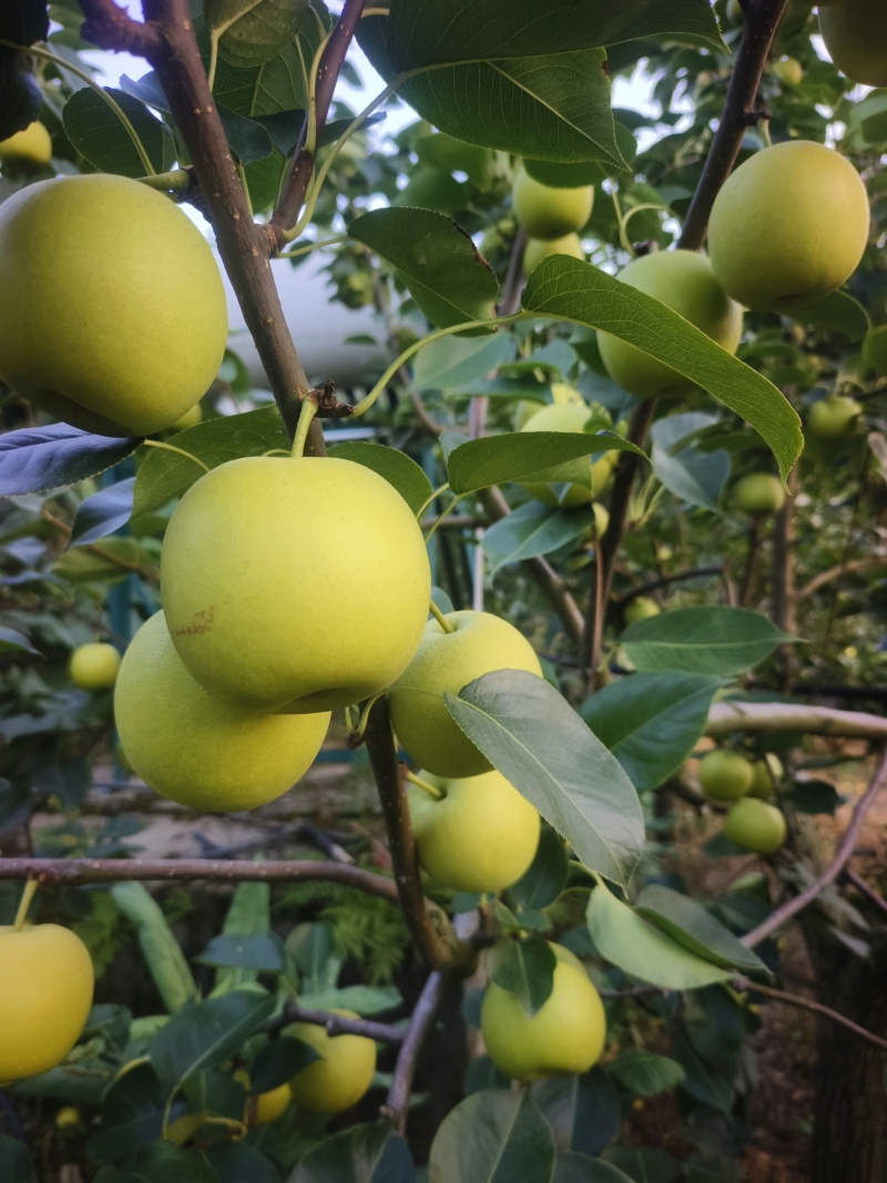 苍溪翠冠梨，黄冠梨三两起步