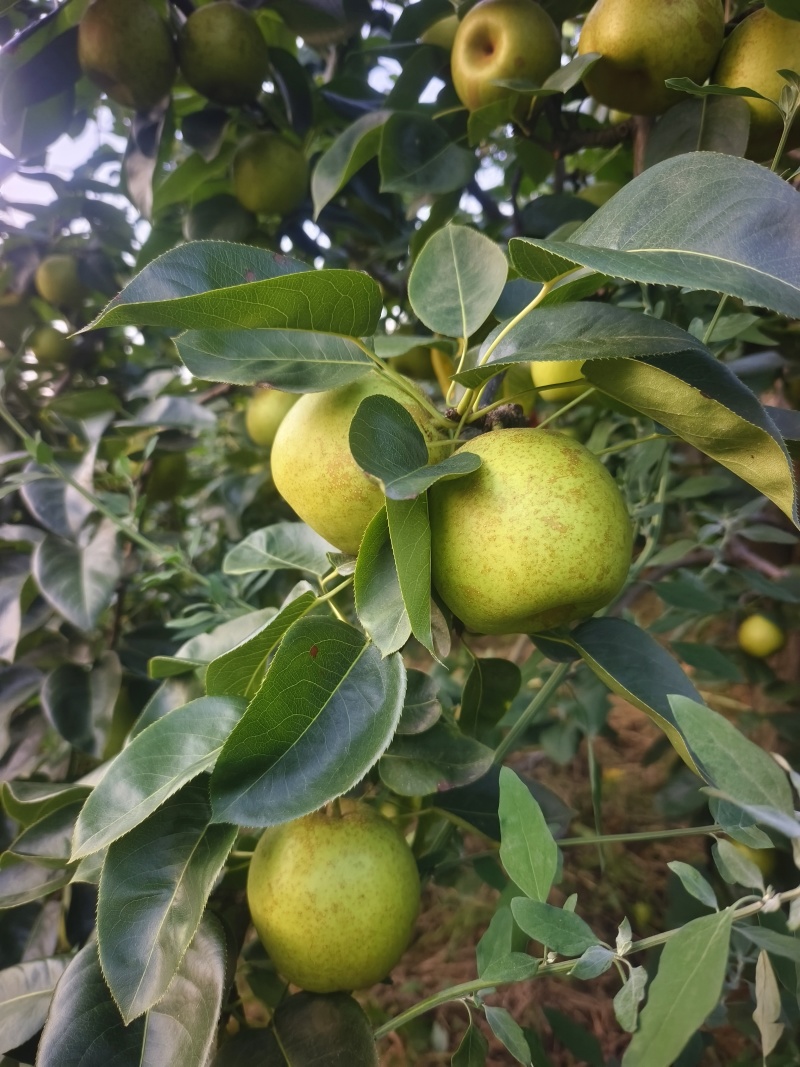 苍溪翠冠梨，黄冠梨三两起步