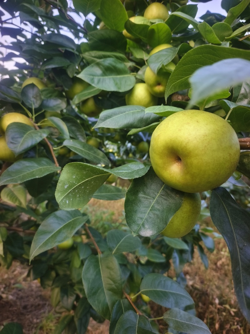 苍溪翠冠梨，黄冠梨三两起步