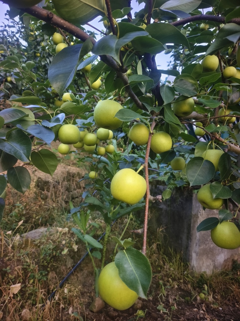 苍溪翠冠梨，黄冠梨三两起步
