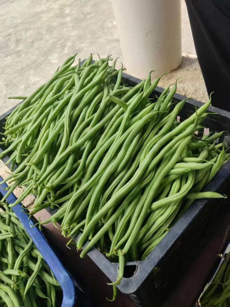 架豆王