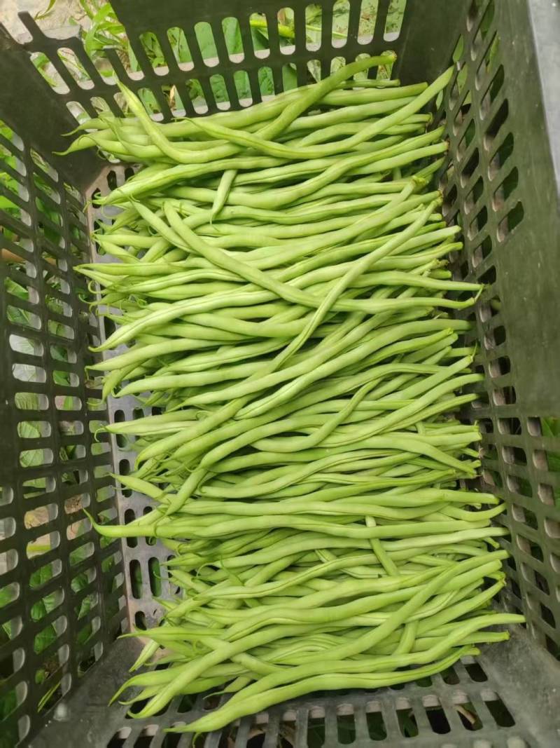 架豆王