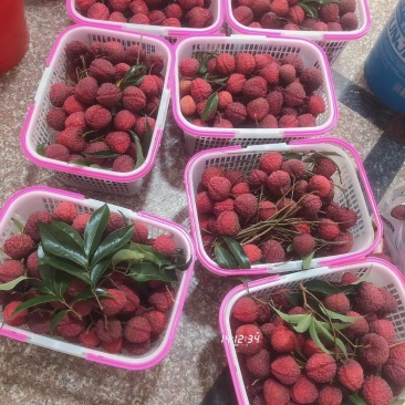 蜜丁香荔枝，核小肉多的荔枝