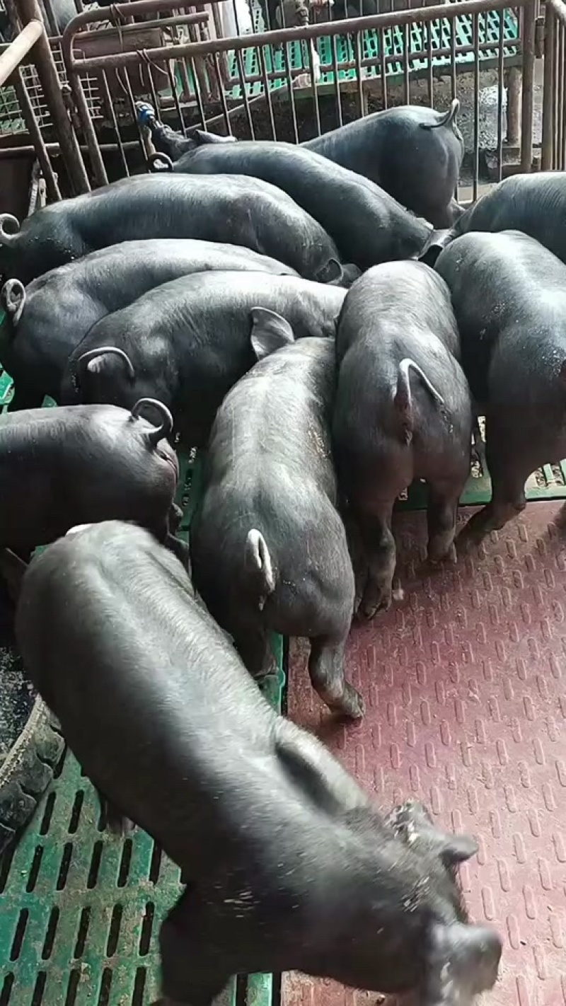 国寿黑猪（种公.种母）厂家直销，全国包邮