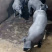国寿黑猪（种公.种母）厂家直销，全国包邮