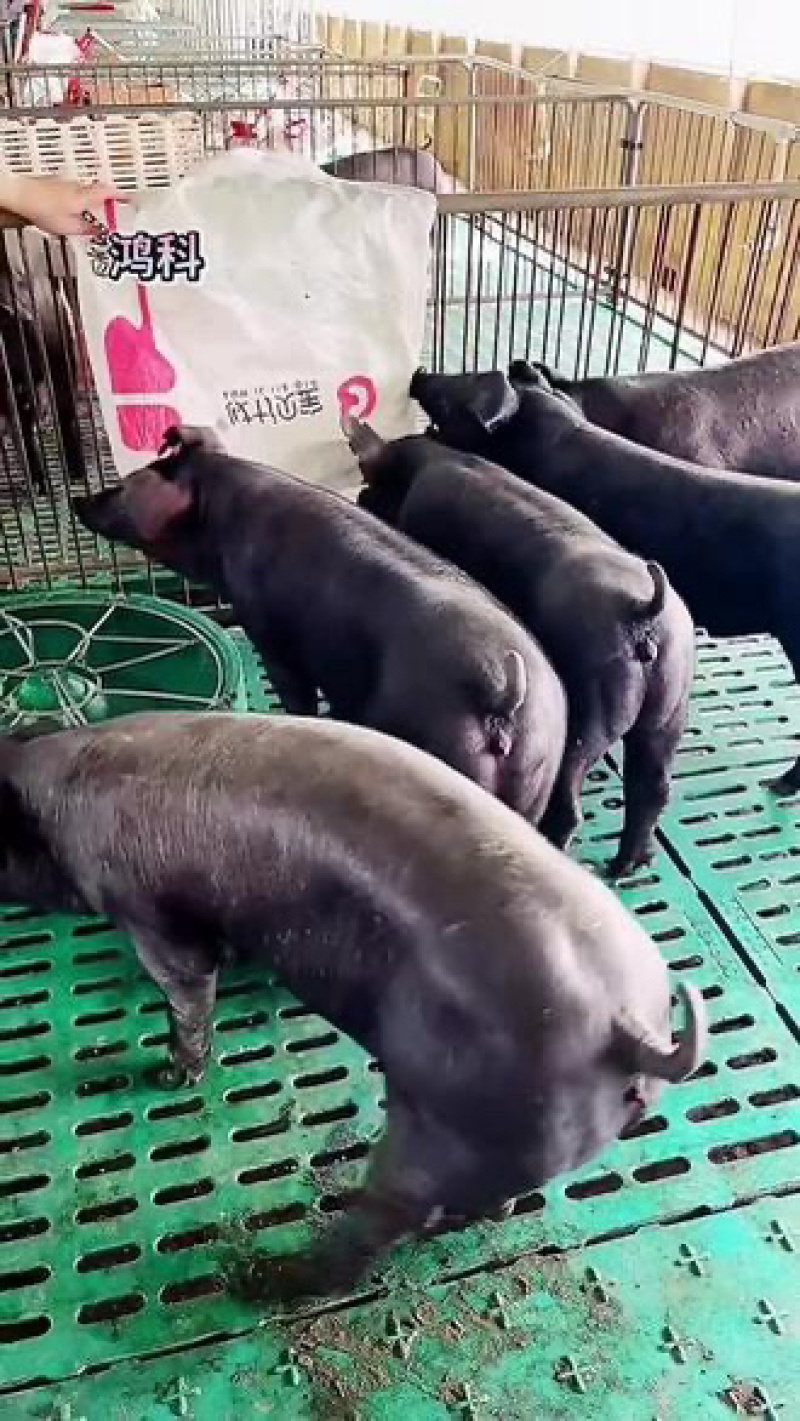 国寿黑猪（种公.种母）厂家直销，全国包邮