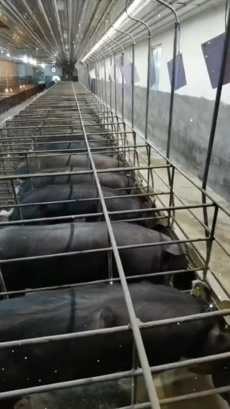 国寿黑猪（种公.种母）厂家直销，全国包邮
