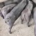 国寿黑猪（种公.种母）厂家直销，全国包邮