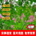 马棘种子厂家一手货源批发品质保证价格便宜欢迎咨询