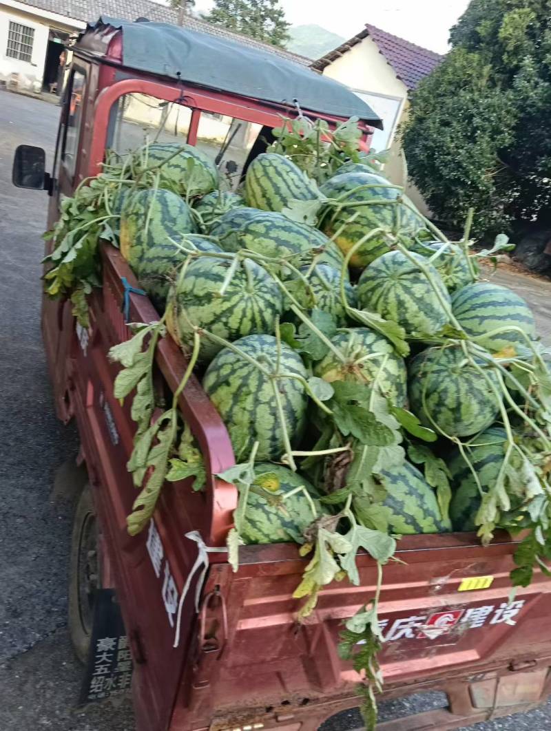 甜王西瓜大量供应走车价毛毛钱一斤质量有保证