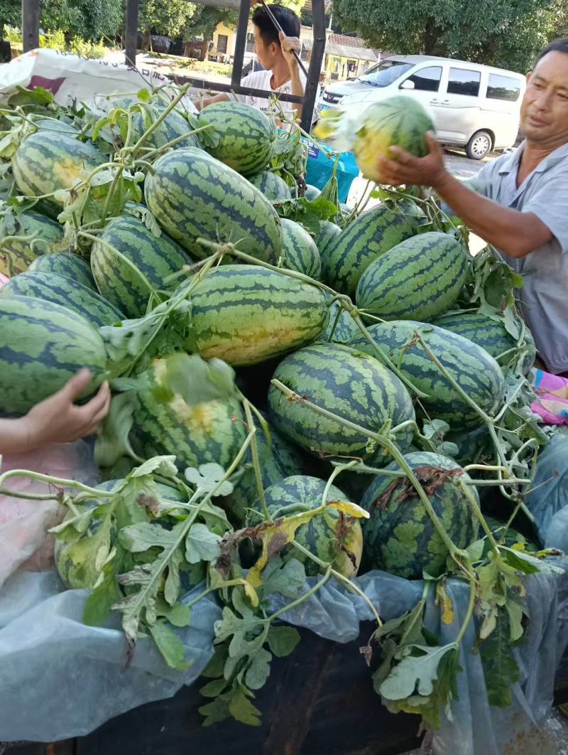 甜王西瓜大量供应走车价毛毛钱一斤质量有保证