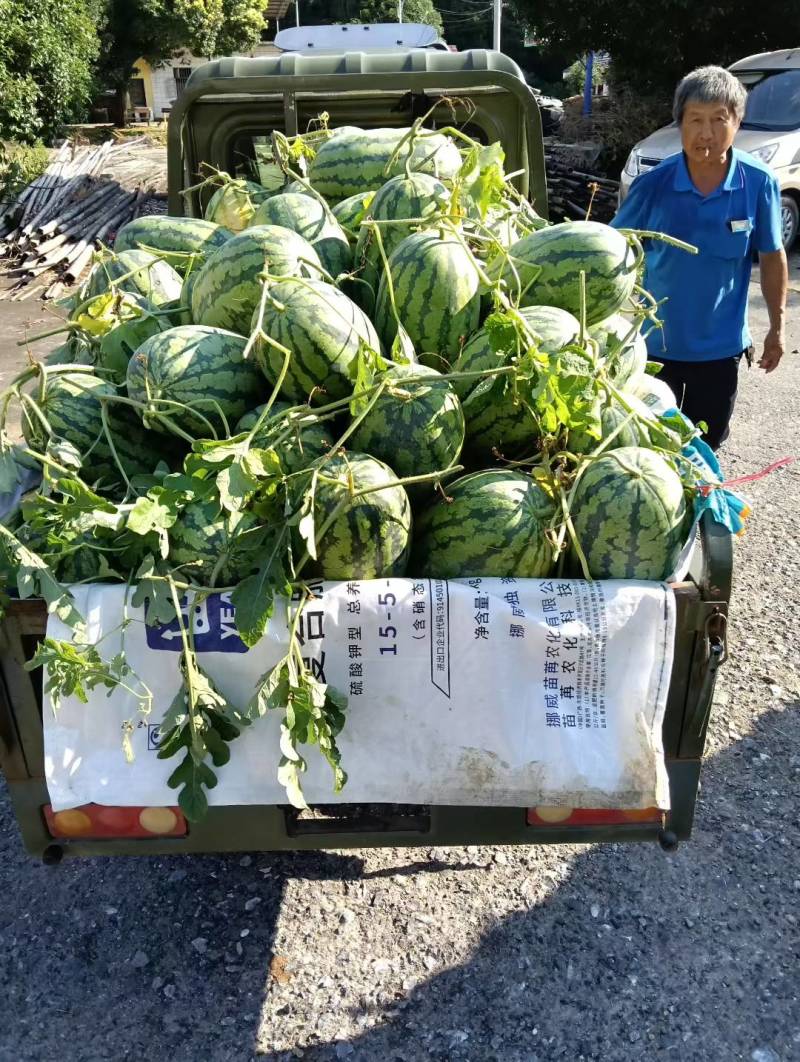 甜王西瓜大量供应走车价毛毛钱一斤质量有保证