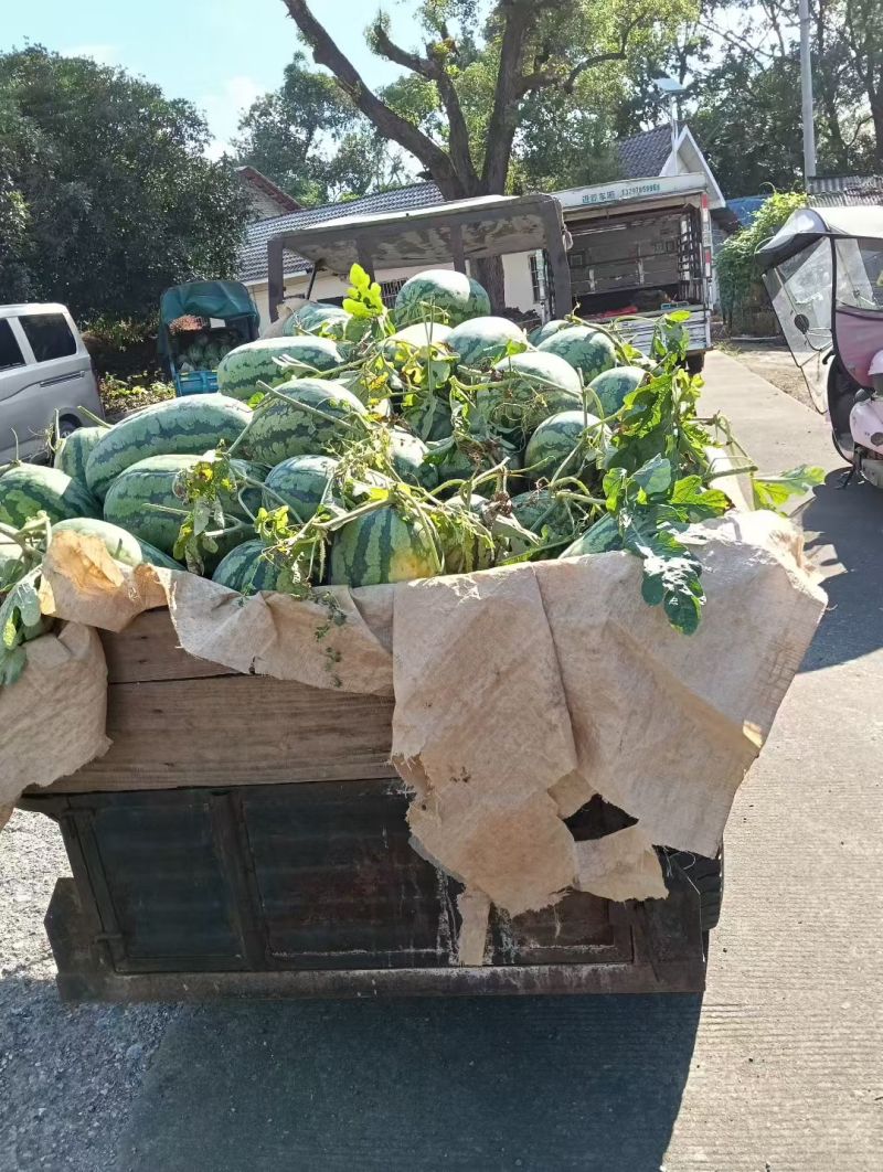 甜王西瓜大量供应走车价毛毛钱一斤质量有保证