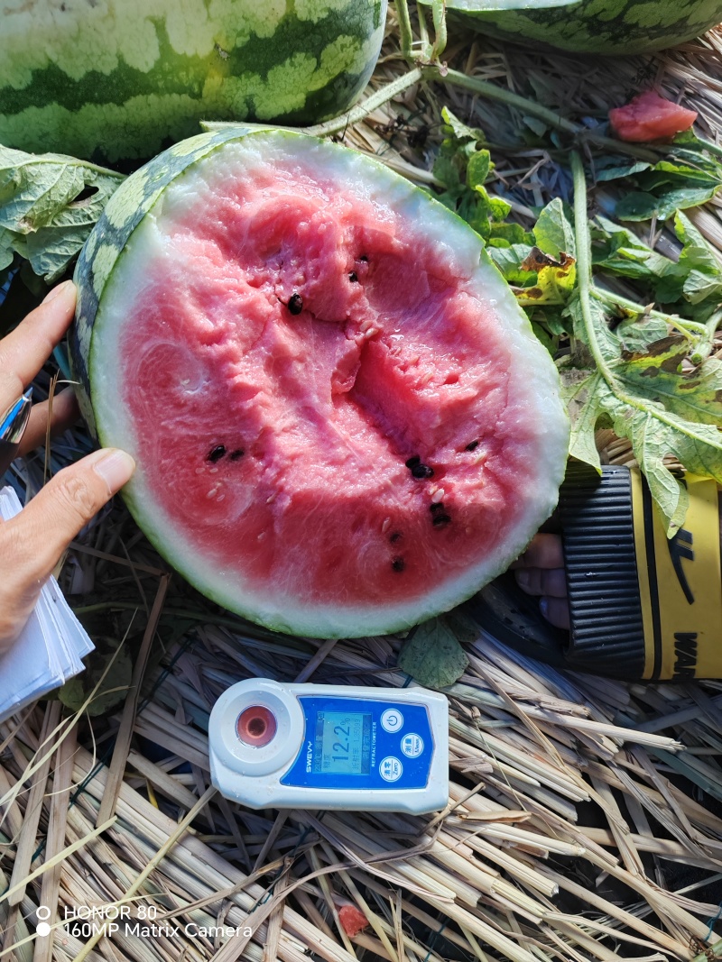 甜王西瓜大量供应走车价毛毛钱一斤质量有保证